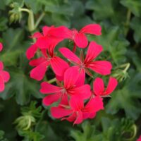 PELARGONIUM peltatum  - Decora Dark Pink 2gb