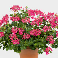 PELARGONIUM peltatum  - Decora Dark Pink 2gb