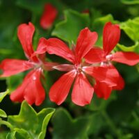 PELARGONIUM peltatum  - Decora Red 2gb