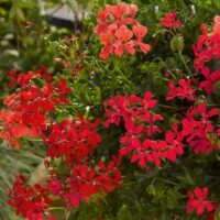 PELARGONIUM peltatum  - Decora Red 2gb