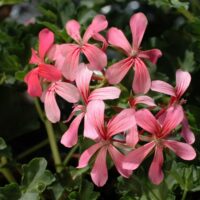 PELARGONIUM peltatum  - Decora Rosa 2gb