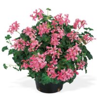 PELARGONIUM peltatum  - Decora Rosa 2gb