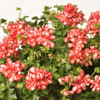 PELARGONIUM peltatum  - Mexica Ruby