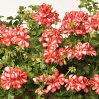 PELARGONIUM peltatum  - Mexica Ruby