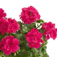 PELARGONIUM peltatum  - SUNFLORIX Hot Pink