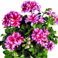 PELARGONIUM peltatum  - SUNFLORIX Lollipop Nixe Dark