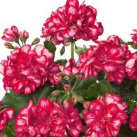 PELARGONIUM peltatum  - SUNFLORIX Red with White