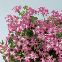 PELARGONIUM peltatum  - VDP Bicolor 2gb