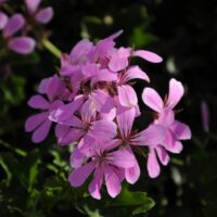 PELARGONIUM peltatum  - VDP Lila 2 gb