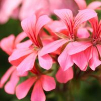 PELARGONIUM peltatum  - VDP Rose 2gb