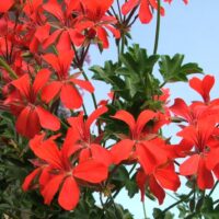 PELARGONIUM peltatum  - VDP Rot 2gb