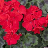 PELARGONIUM zonale - Abelina