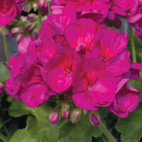 PELARGONIUM zonale - Alice