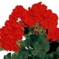 PELARGONIUM zonale - Conte Rubino