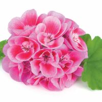 PELARGONIUM zonale - Flower Fairy Rose