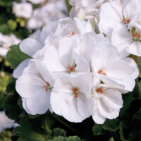 PELARGONIUM zonale - TRENDIX Lasse White