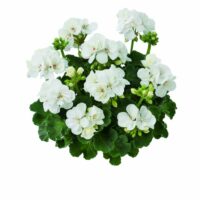 PELARGONIUM zonale - TRENDIX Lasse White