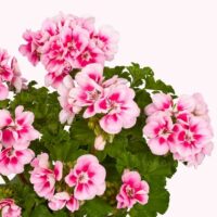 PELARGONIUM zonale - TRENDIX Lavender Pink Eye