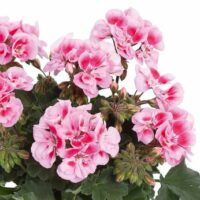 PELARGONIUM zonale - TRENDIX Lavender Pink Eye