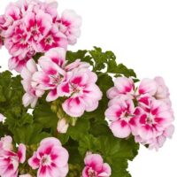 PELARGONIUM zonale - TRENDIX Pink Eye