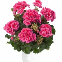 PELARGONIUM zonale - TRENDIX Rose Eye