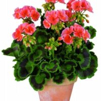 PELARGONIUM zonale - TRENDIX Salmon