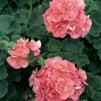 PELARGONIUM zonale - TRENDIX Salmon