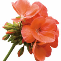 PELARGONIUM zonale - TRENDIX Salmon