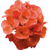 PELARGONIUM zonale - TRENDIX Salmon