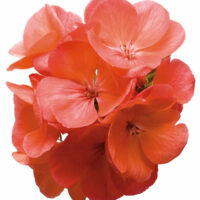 PELARGONIUM zonale - TRENDIX Salmon