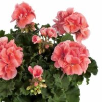 PELARGONIUM zonale - TRENDIX Salmon