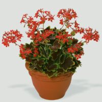 PELARGONIUM zonale - Vancouver