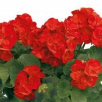 PELARGONIUM zonale - Vasco