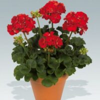 PELARGONIUM zonale - Victor