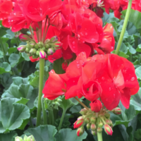 PELARGONIUM zonale - Victor