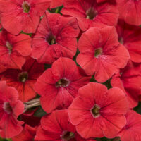 PETUNIA - Chilli Red