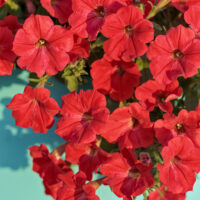 PETUNIA - Chilli Red