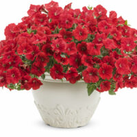 PETUNIA - Chilli Red