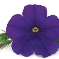PETUNIA KUYAMBA - Lilac Blue