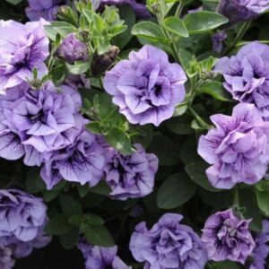 PETUNIA - Lavender Bouquet