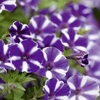 PETUNIA STAR - Blueberry Star