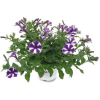 PETUNIA STAR - Blueberry Star