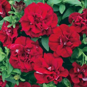 PETUNIA  SURFINIA - Double Red