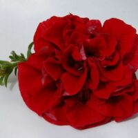 PETUNIA  SURFINIA - Double Red