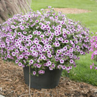 PETUNIA  SURFINIA - Rose Vein