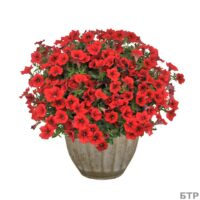 PETUNIA  SURFINIA - Table Dark Red