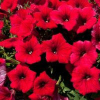 PETUNIA  SURFINIA - Table Dark Red