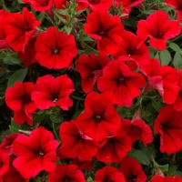 PETUNIA  SURFINIA - Table Dark Red