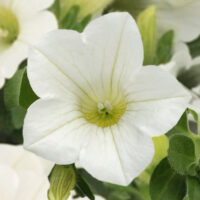 PETUNIA  SURFINIA - Table White