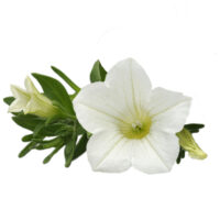 PETUNIA  SURFINIA - Table White